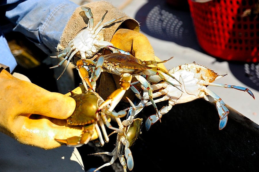 A Passion for Peelers Maryland Sea Grant